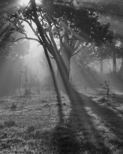 In the fog / ***