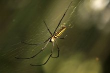 Spider / ***