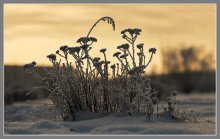 Frosty night / ***