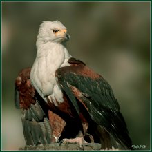 About the birds! ... / ***