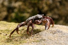 Crab / ***