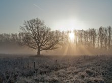 rays in the mist / ***