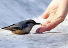 Hunger und Tante / ***