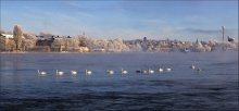 Of swans ...... / ***