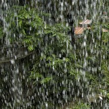 Water / ***