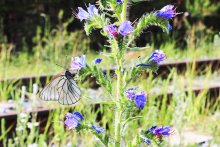Schmetterling auf einer Blume / http://vk.com/nashfoto