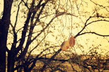 Couple :::::: / ***