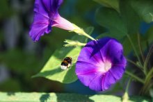 bee / ***