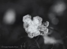 kalte Blume ... / ***