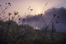 spider kingdom / ***