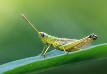 Moll / Chorthippus parallelus