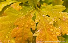 Morning Dew / ***