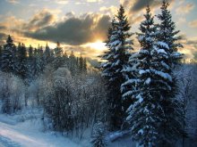 Winter taiga / ***