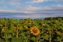 Solar field / ***