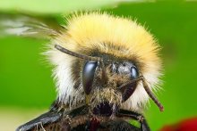 bee / ***