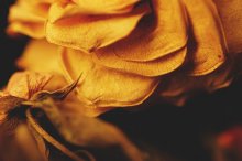 Rose / Rose