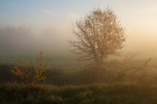 In the light of the morning sun. / ***