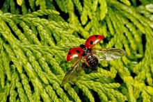 ladybird / ***