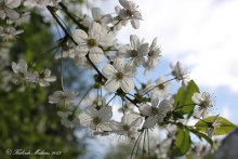 Spring / ***
