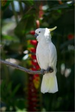 Cacatua galerita / ***