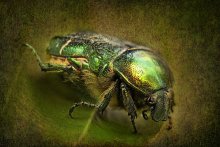 beetle / ***