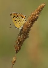 Chervonets brown / ***