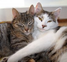 Glücklicher Valentinstag! / ,,,,,,,,,,,