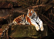 Tiger / ***