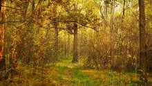 In den Tiefen des Herbstes / ***