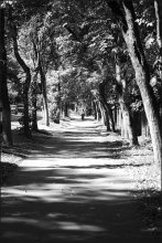 Allee / ...