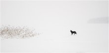 lone spotted dog / ***