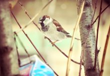where dinner sparrow / ....