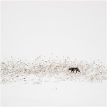 lonely dog story / ***