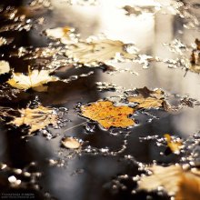 Gold in liquid asphalt / ***
