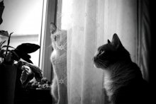 des Lebens von Katzen / ***