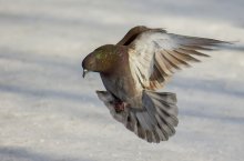 Landing / ***