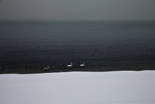 Three swans and snow / ***