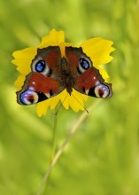 Peacock / ***