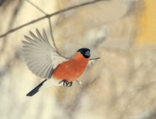 Flug / ***