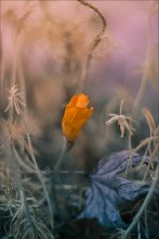 Autumn / ***