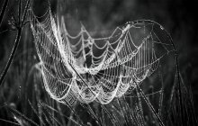 web / .......
