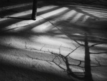 propalmy / ***