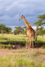 Giraffe / ***