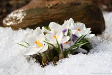White crocus ... / ***