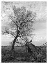 About the tree / ***