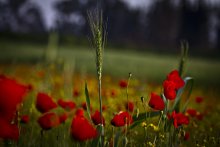 Poppies / *********