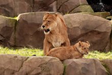 Lions / ***