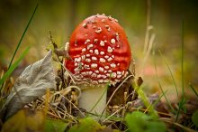 Fly-agaric / ***