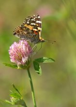 Painted lady / ***