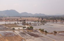 Rice fields / ***